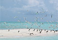 tubbataha_160712