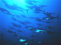 tuna_060803