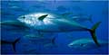tuna_160706