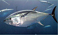 tuna_161006