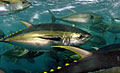 tuna_190609