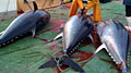 tuna_210310