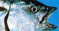 tuna_250107
