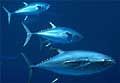 tuna_280704