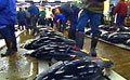 tuna_281206