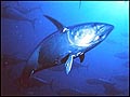 tuna_290405