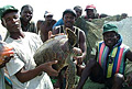 turtle-africa_071112