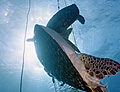 turtle-entangle_060410