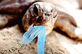 turtle-plastic_210810