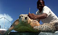 turtle-tag_031009