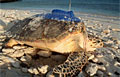 turtle-tracking_270709