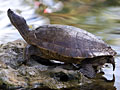 turtle_010409