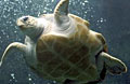turtle_010710