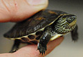 turtle_010907