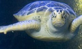 turtle_020310