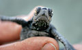 turtle_040906