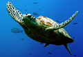 turtle_050109