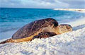 turtle_050307