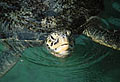 turtle_060306