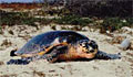 turtle_110808