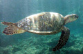 turtle_111006