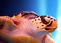 turtle_120706