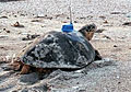 turtle_120711