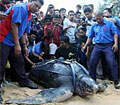 turtle_130810