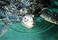 turtle_140307