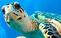 turtle_140408