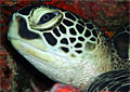 turtle_190407
