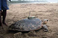 turtle_190611