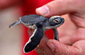 turtle_221008