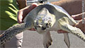 turtle_221010