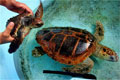turtle_221106