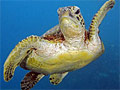 turtle_230308
