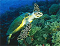 turtle_240906