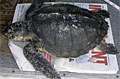 turtle_261211