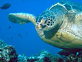 turtle_270404