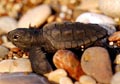 turtle_hatchling_090405