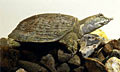 turtle_soft_100707