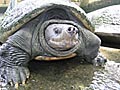turtle_terrapin_160107