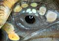 turtleeye_020204