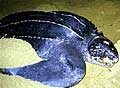 turtleleather_230804