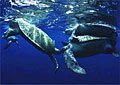 turtles031103