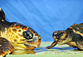 turtles_010708