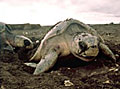 turtles_241103