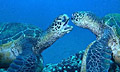 turtles_green_080406
