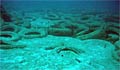 tyrereef_110707