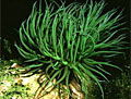 uk-plants_080911